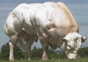 dangerous animals belgian blue