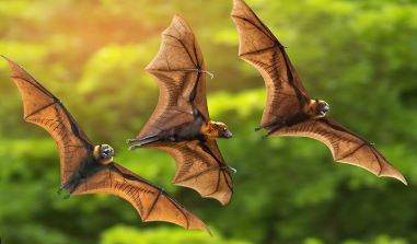 dangerous animals in the world fruit bats