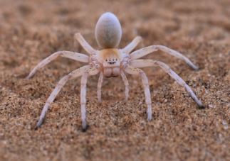 dangerous animals in the world golden wheel spider