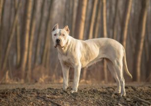most dangerous animals in the world Dogo Argentino