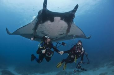 most dangerous animals manta ray