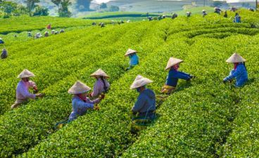 best organic green tea in india